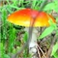 FlyAgaric