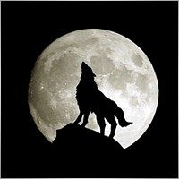 Wolf-MM