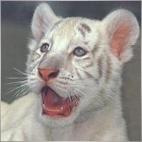 wtiger