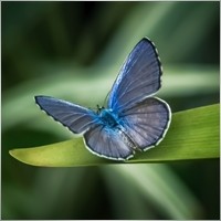 ELYTA