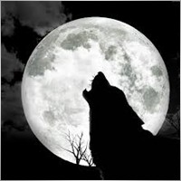 Wolfgar16