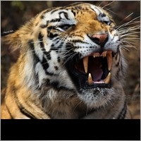 tiger68