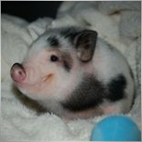 CapitalPig