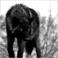 BlackWolf_fx