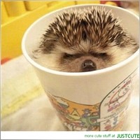 wild_hedgehog