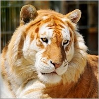 GuRmiL