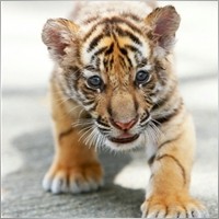tigerkin