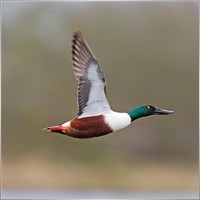 flyingheart
