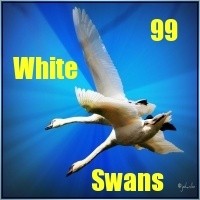 99WhiteSwans