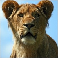 leon333