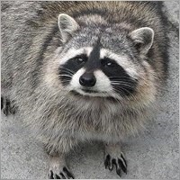 SeriousRacoon