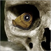 fxid10t