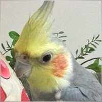 avatarbr