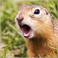 gopher