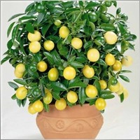 LimonTree
