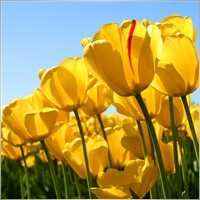 aromatur