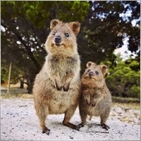Quokka