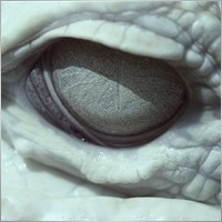 avotum
