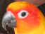 alamanjani