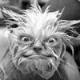 ALF007