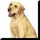 Brunite2544