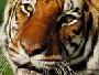 tigertrader5292