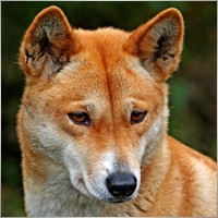Dingodog