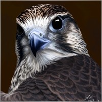 sokol76