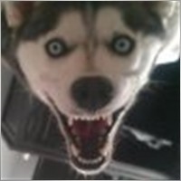 fox_broker