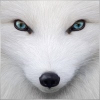 arcticzzz
