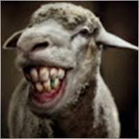 Sheeple