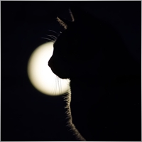 catwin
