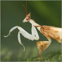 Bongioanni