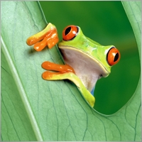jianengfly