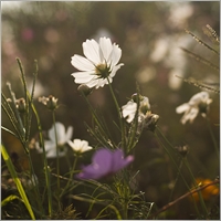wildflower29