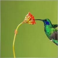 fxcolibri