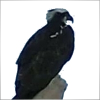 paulson