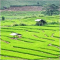 wattananidkong