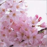 floramak