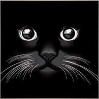Black_Cat74