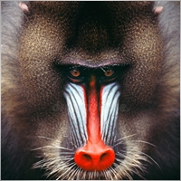 PettreMelitz