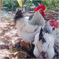 babanamngua1979