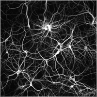 NeuralNetwork