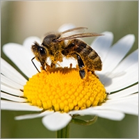 Honeybee