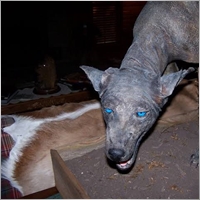 dankerlink