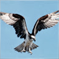 eaglewing