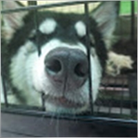 huskygarden