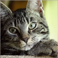 bernard12