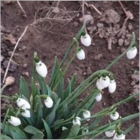 virgil_gheorghe67-yahoo