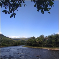 artupaeda